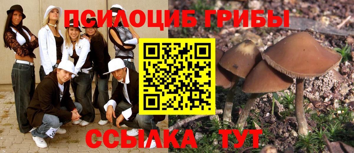 Псилоцибиновые грибы Cubensis Конаково